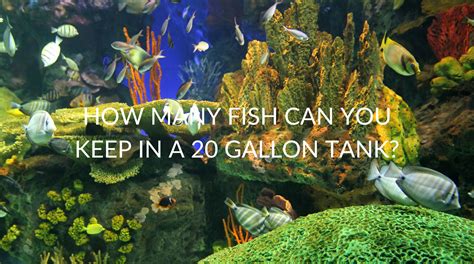 How many fish can I put in a 20.